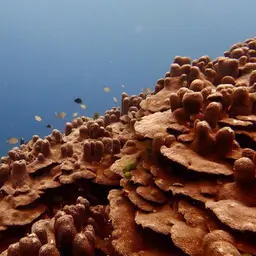 Octopus Coral, photo 11
