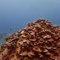 Octopus Coral, photo 12