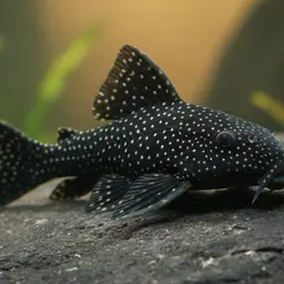 Galaxy Pleco, photo 3