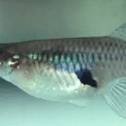 Mosquitofish