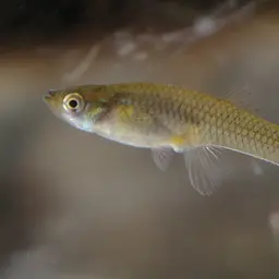 Mosquitofish, photo 2