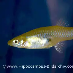 Mosquitofish, photo 3