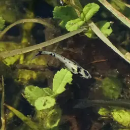 Mosquitofish, photo 4