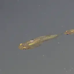 Mosquitofish, photo 5