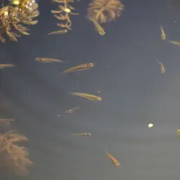 Mosquitofish, photo 6