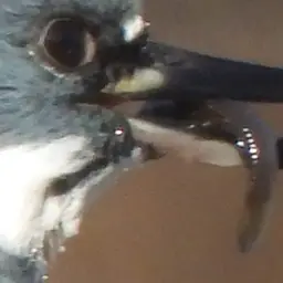 Mosquitofish, photo 8