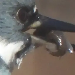 Mosquitofish, photo 10
