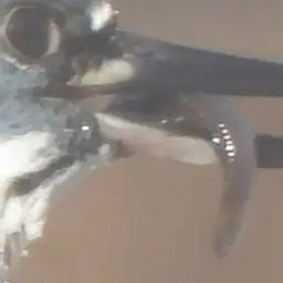 Mosquitofish, photo 11