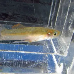 Hispaniolan Gambusia