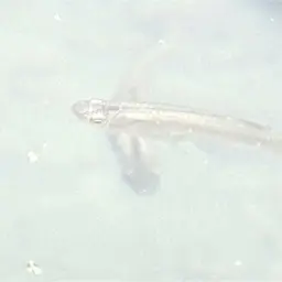 Hispaniolan Gambusia, photo 2