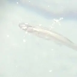 Hispaniolan Gambusia, photo 3