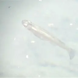 Hispaniolan Gambusia, photo 4
