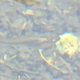 Hispaniolan Gambusia, photo 5