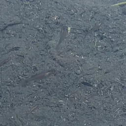 Hispaniolan Gambusia, photo 6