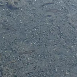 Hispaniolan Gambusia, photo 7