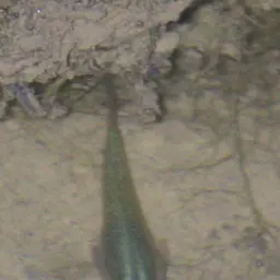 Hispaniolan Gambusia, photo 8
