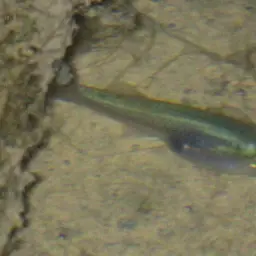 Hispaniolan Gambusia, photo 9