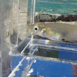 Hispaniolan Gambusia, photo 12