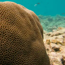 Honeycomb Coral, photo 1