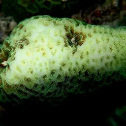 Honeycomb Coral, photo 2