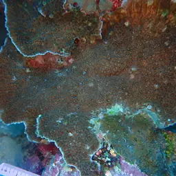 Honeycomb Coral, photo 3