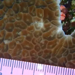 Honeycomb Coral, photo 4