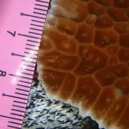 Honeycomb Coral, photo 5