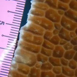 Honeycomb Coral, photo 6