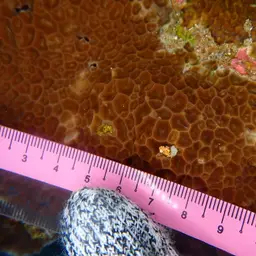 Honeycomb Coral, photo 7