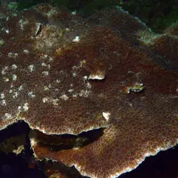 Honeycomb Coral, photo 8