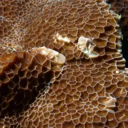 Honeycomb Coral, photo 9