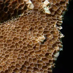 Honeycomb Coral, photo 10