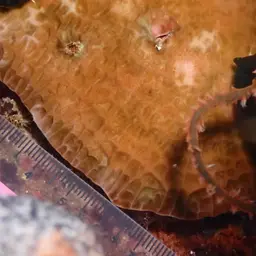 Honeycomb Coral, photo 11
