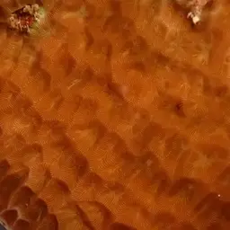 Honeycomb Coral, photo 12
