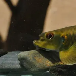 Tunga Garra, photo 2