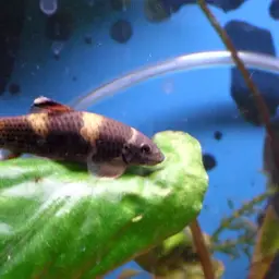 Panda Garra, photo 1