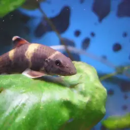 Panda Garra, photo 2