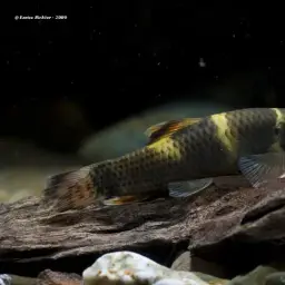 Panda Garra, photo 3