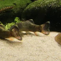 Panda Garra, photo 4