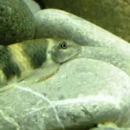 Panda Garra, photo 6
