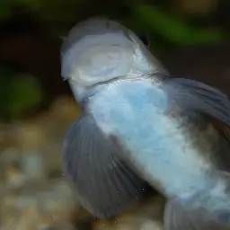 Panda Garra, photo 7