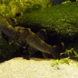 Panda Garra, photo 9