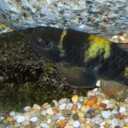 Panda Garra, photo 10
