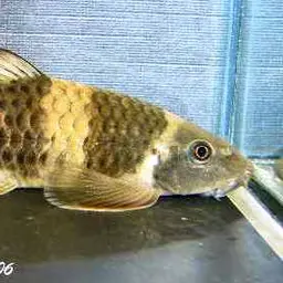 Panda Garra, photo 11