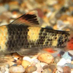 Panda Garra, photo 12