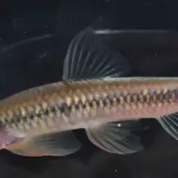 Cardamon Garra