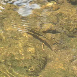 Mullya Garra, photo 4
