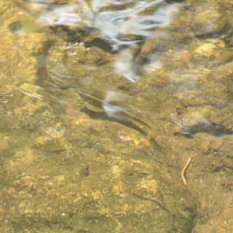 Mullya Garra, photo 5