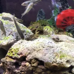 Red Garra, photo 4