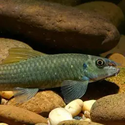 Red Tail Garra, photo 1